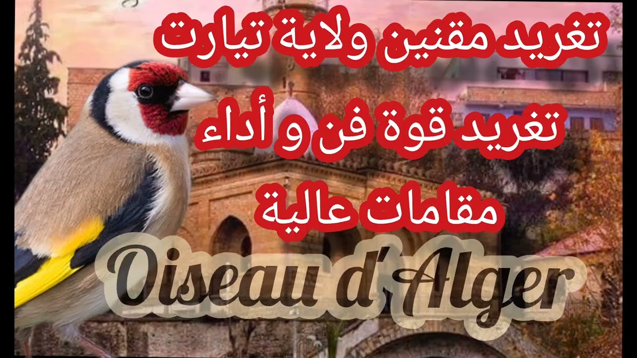 تغريد يطرب القلوب على أنغام مقنين تيارت ... قوة أداء فن و مقامات عالية (تركيبة  oiseau D'alger ) 