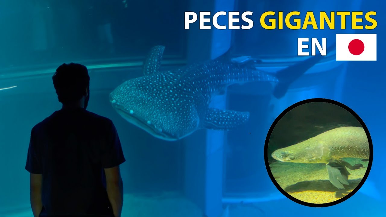 VISITÉ EL ACUARIO DE OSAKA 🇯🇵 KAIYUKAN