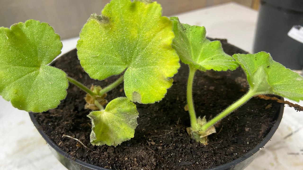 Wiosenne rozmnażanie pelargonii: sekrety sukcesu - Rozmnażanie pelargonii na wiosnę: krok po kroku