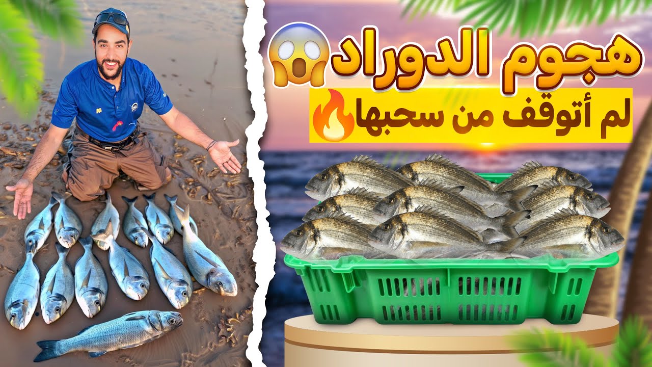 هجوم سمك الدوراد 😱 لم أتوقف من سحبها 🔥 la dorade royale