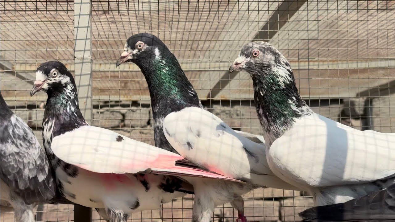 Breeder set up | 0333-7902551