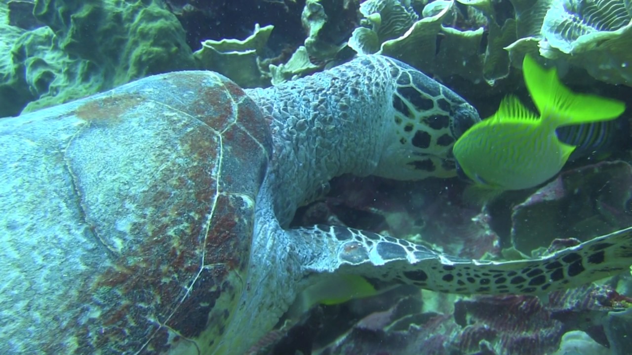 tortues marines 2016