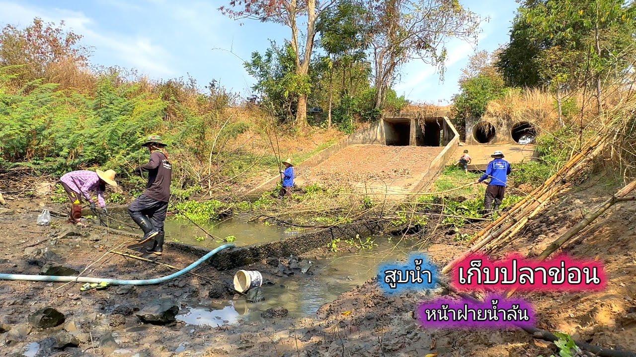 สูบน้ำจับปลาข่อน หน้าฝายน้ำล้น กินข้าวทุ่ง ได้กินต้มปลาขมๆสมใจอยาก