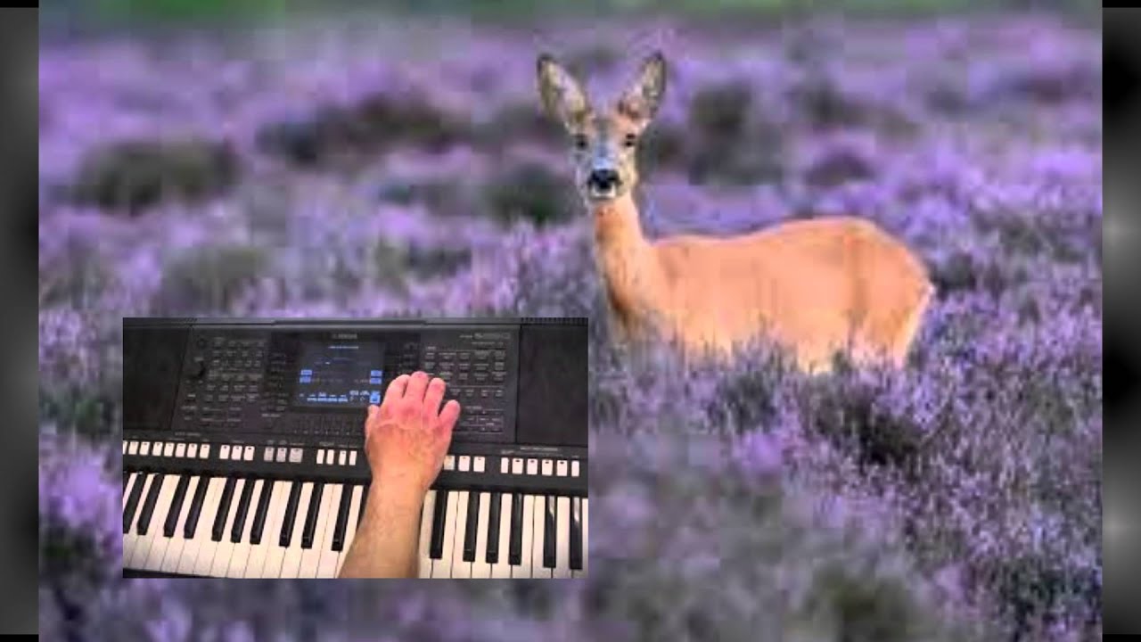 Op de purperen heide (Wil Peters Cover on Yamaha PSR S950)