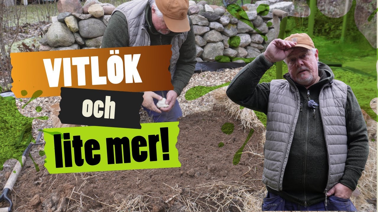 Hinner jag sätta vitlök?