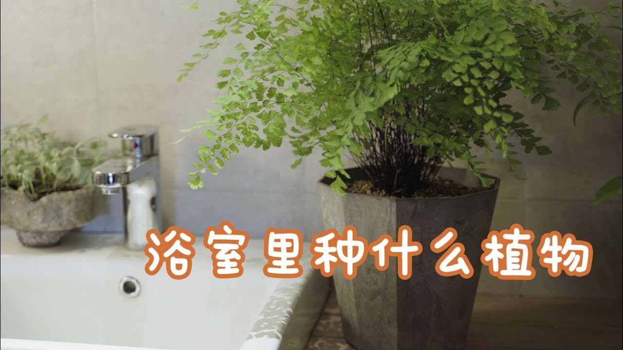 浴室的环境，种什么植物才能美美的【园丁小饭】*4k