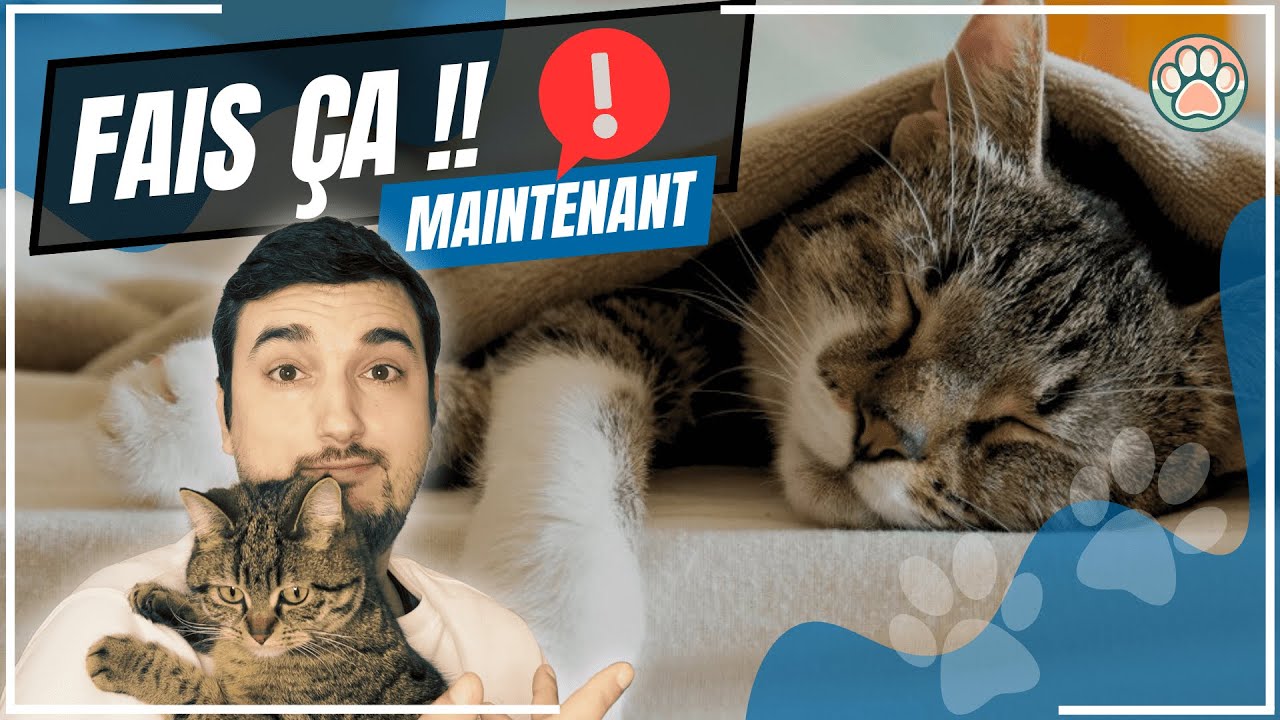 COMMENT PRÉPARER L'ARRIVÉE DE MON CHAT - CONSEILS & ASTUCES