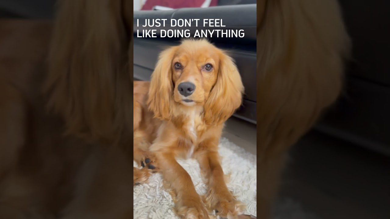 Selective Participation😬 #dog #puppy #cute #chester #cockerspaniel #funny #ytshorts #selective