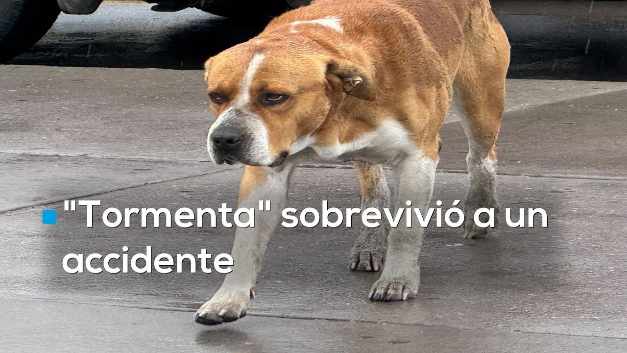 #LaOtraFrontera | De la calle al corazón de todos: Tormenta, el perrito que unió a una colonia