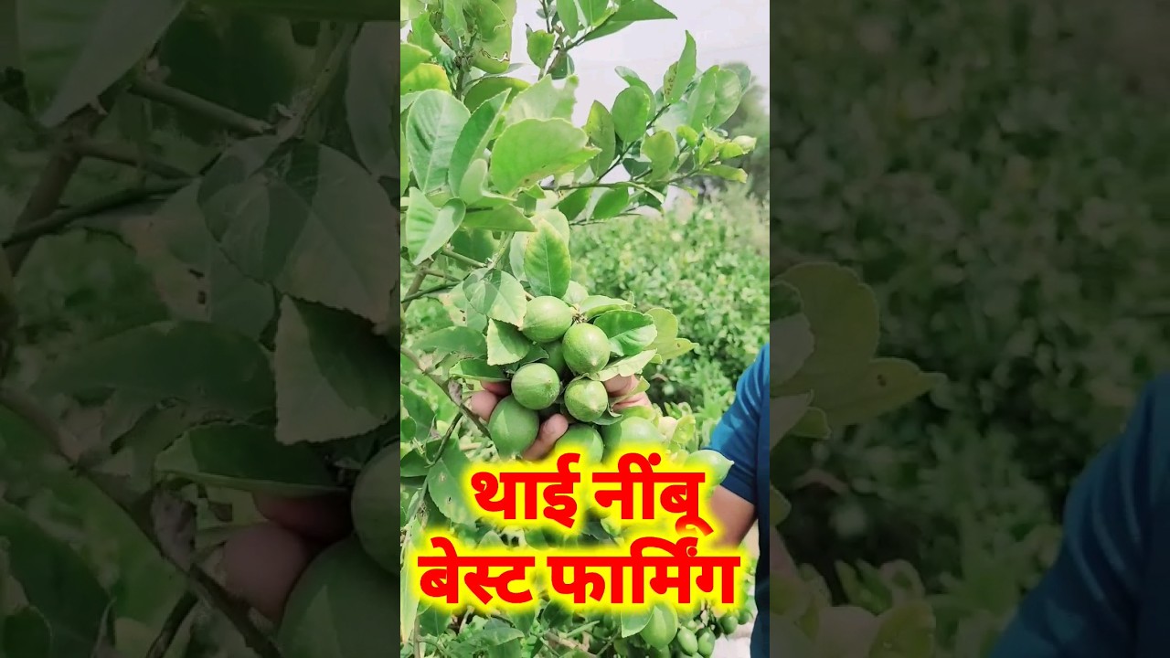 Thai lemon farming, Seedless lemon farming.