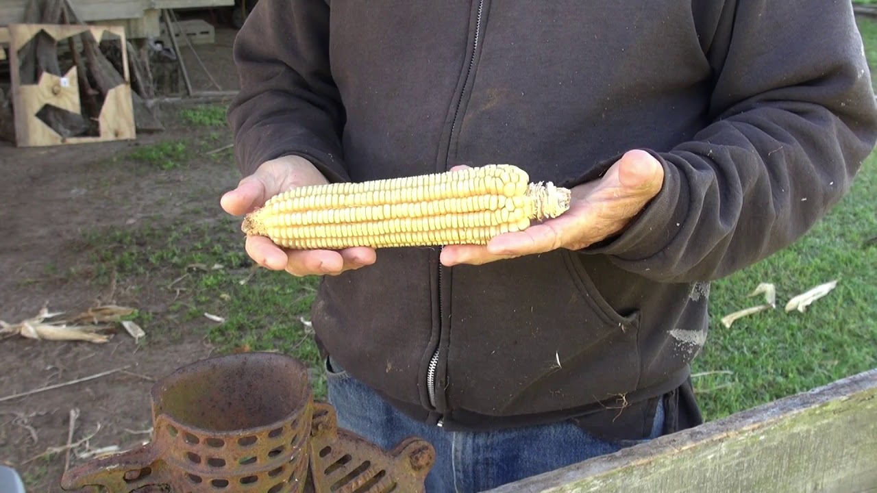 Planting Heirloom meal corn with Jang seeder