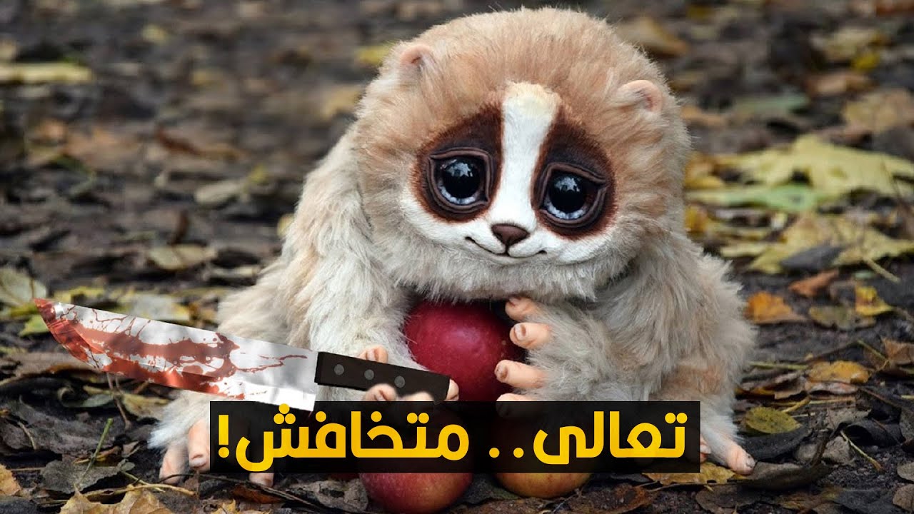 حيوانات لطيفة خالص.. بس ممكن تقتلك