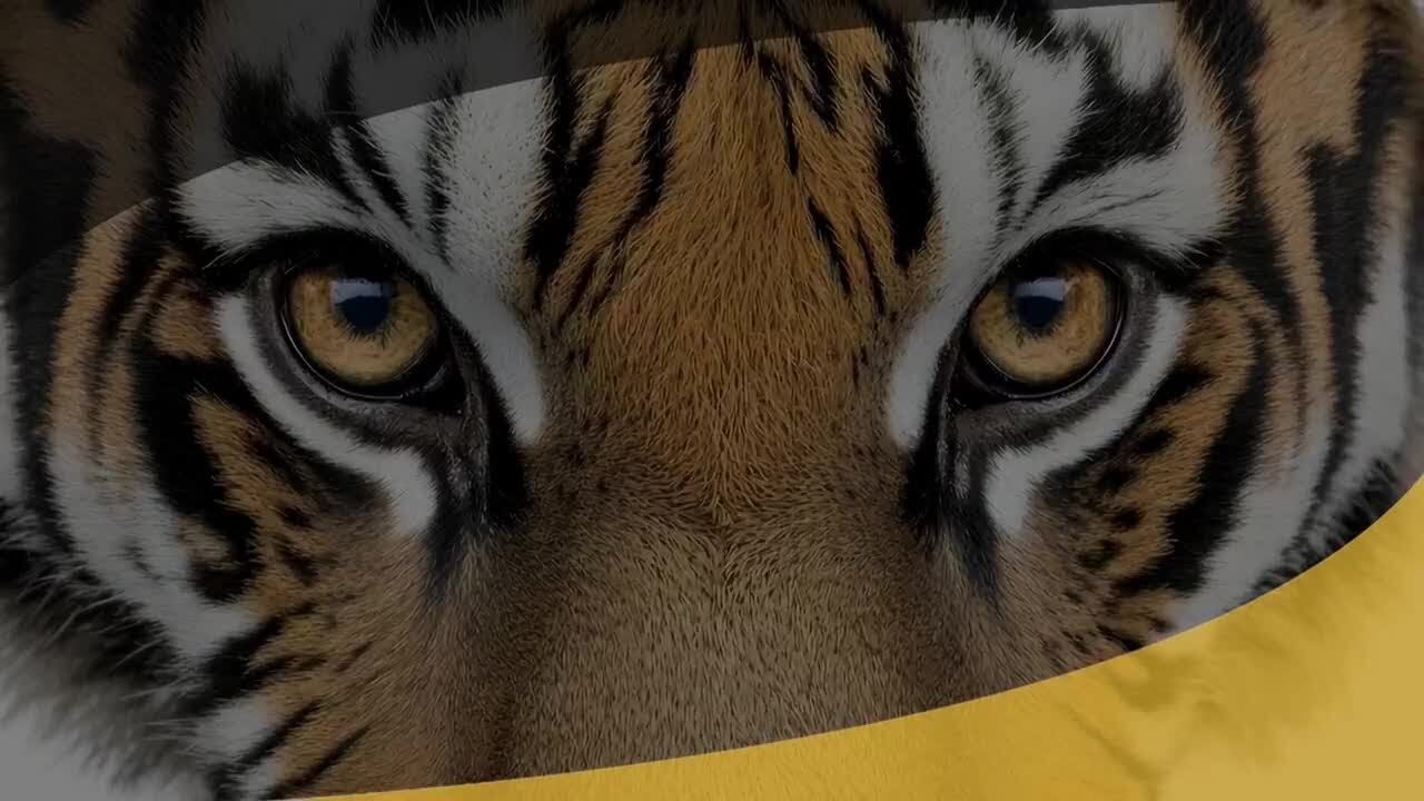 Tiger Talk: Bubble talk for the Missouri Tigers