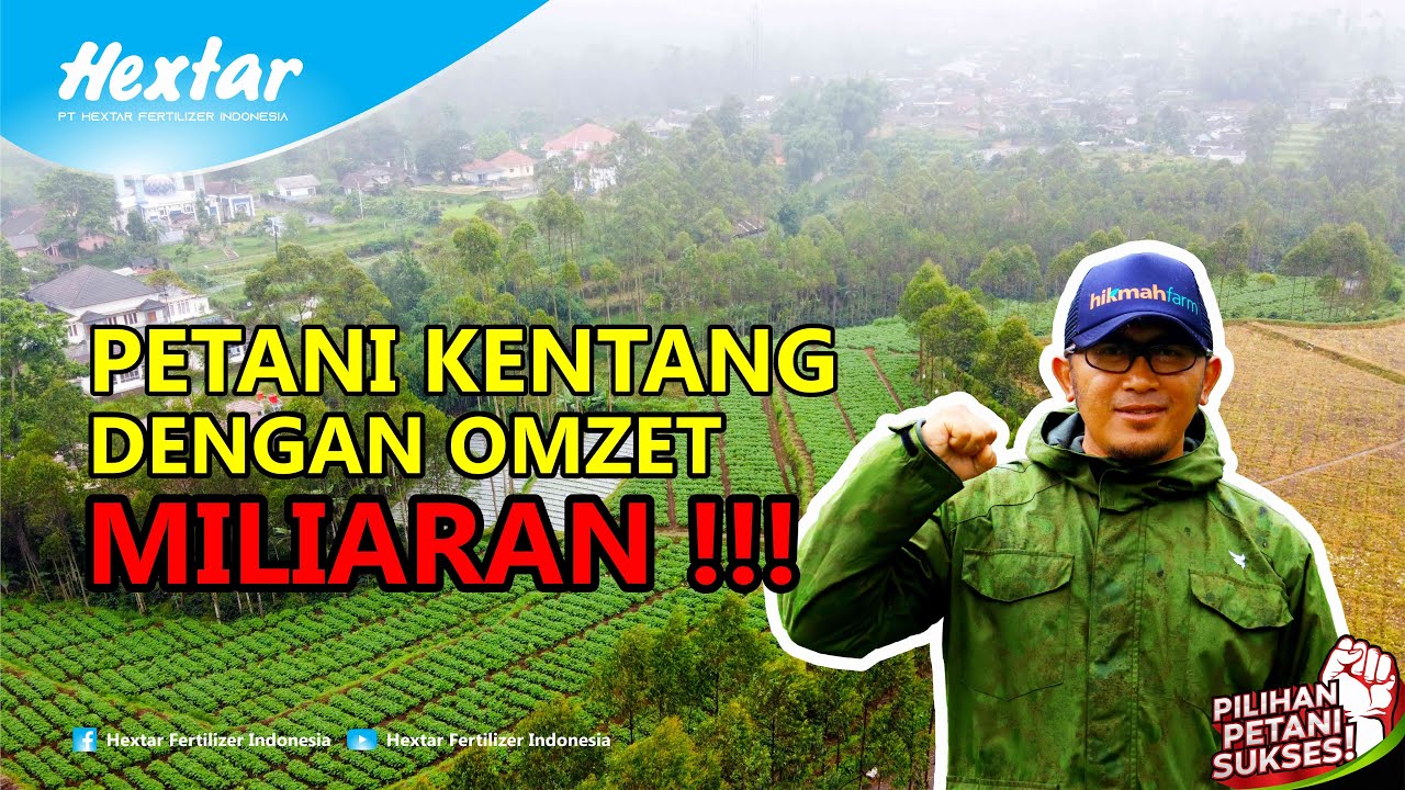 Petani Kentang Sukses Miliaran!!! Bersama PT. Hikmah Farm Pangalengan