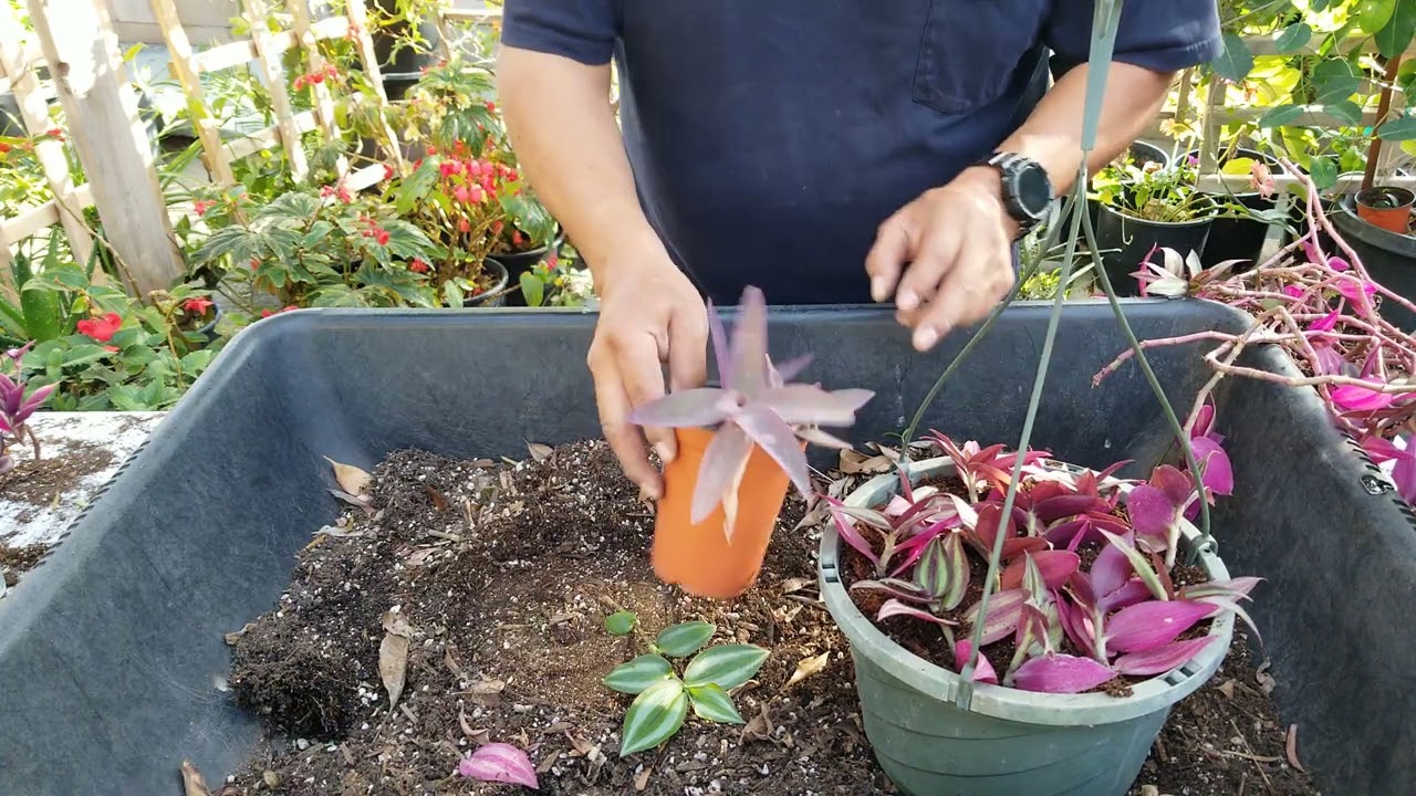 Aprenda con Chuyin a darle mantenimiento y a reproducir. la Tradescantia o Judio errante.