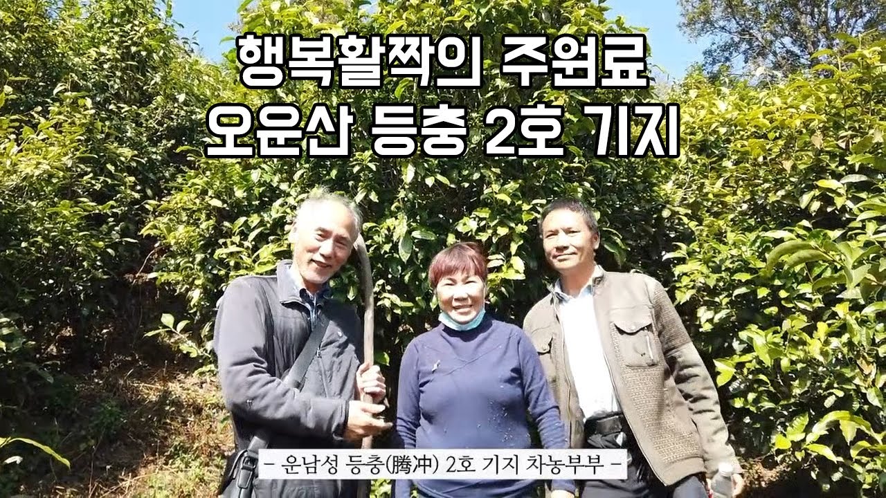 아낌없이 주는 차나무 '행복활짝'의 주원료 - 오운산 등충(텅총) 2호 기지