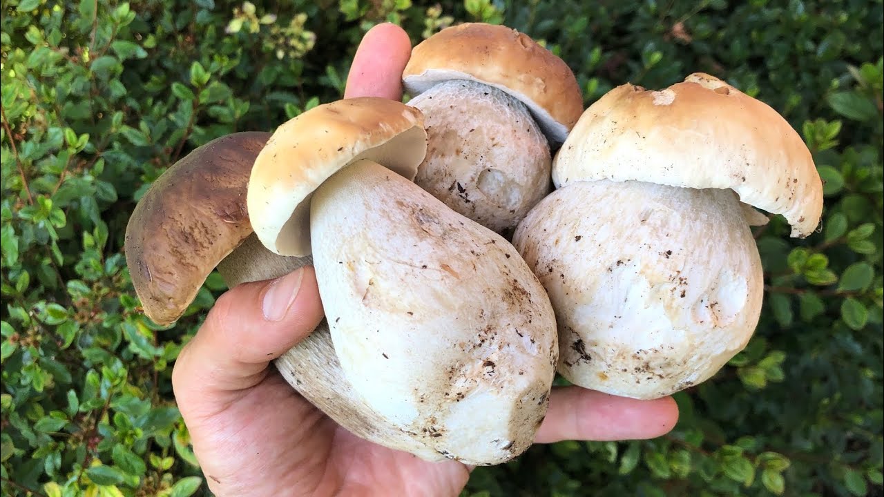 FUNGHI PORCINI LUGLIO 2020 - ATTENZIONE!!! Escono già EDULIS in ABETAIA!