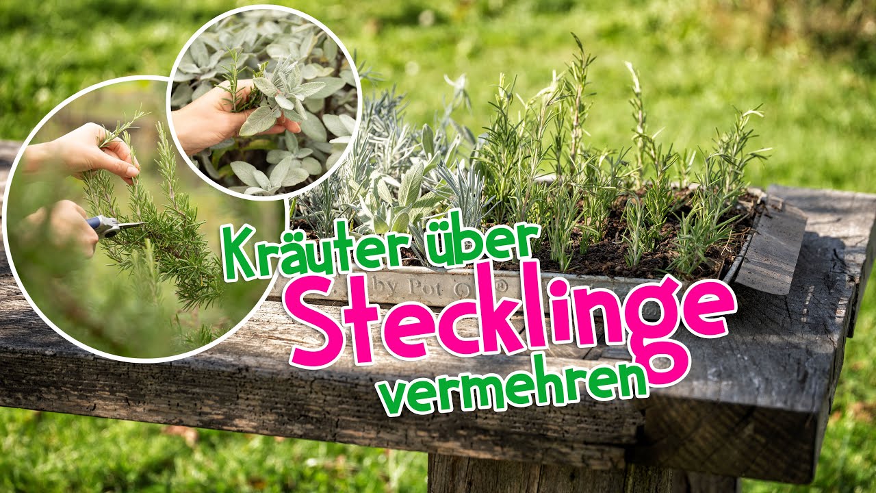 Kräuter über Stecklinge vermehren 🌱 Nie wieder Kräuter kaufen 😍 #wildkräuter #kräuter #garten