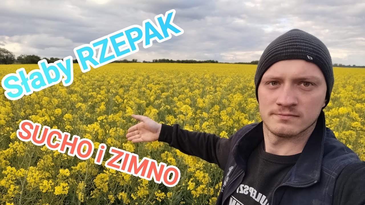 Plonu rekordowego nie będzie - SUCHO i ZIMNO. Rzepak 18.05.2025