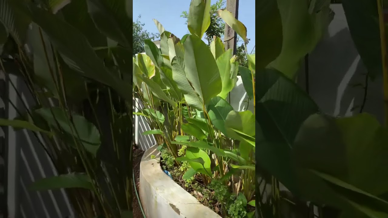 [Landscaping plants] Calathea luteaTransform Your Landscape With Exotic Beauty#landscape#calathea