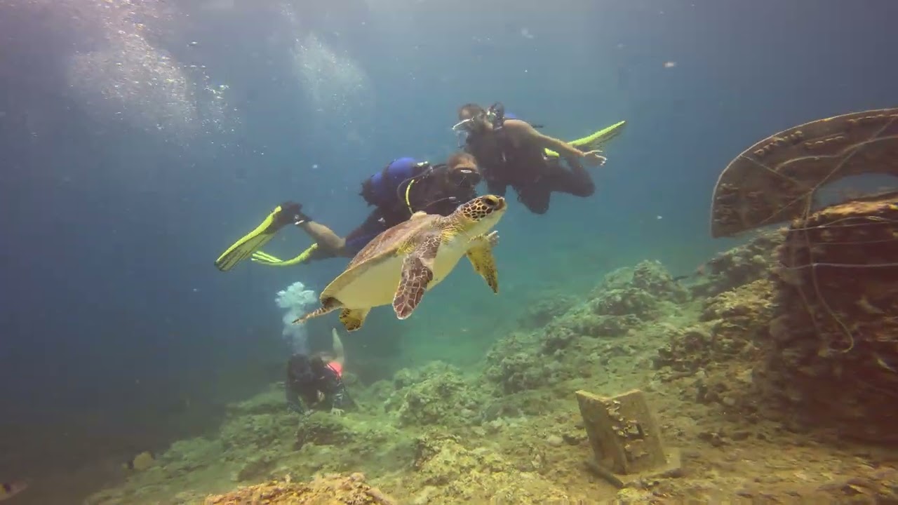 Side Sualtında Caretta Caretta ile Selamlaşma! 🐢🌊 