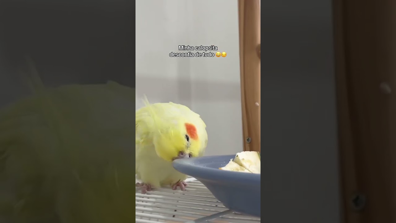 Calopsita desconfiada kkkkkk #calopsita #pets #humor #meme