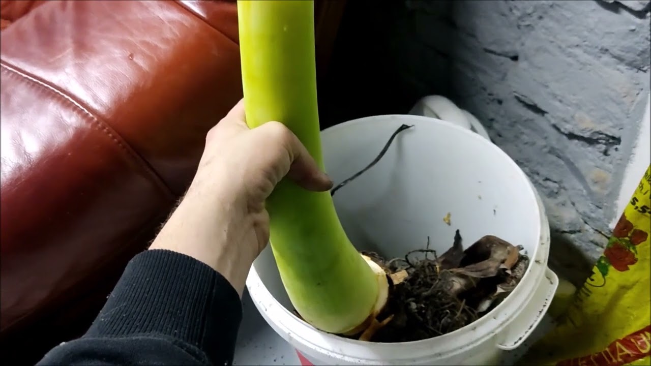 LEUCOCASIA gigantea, zimowana w piwnicy.