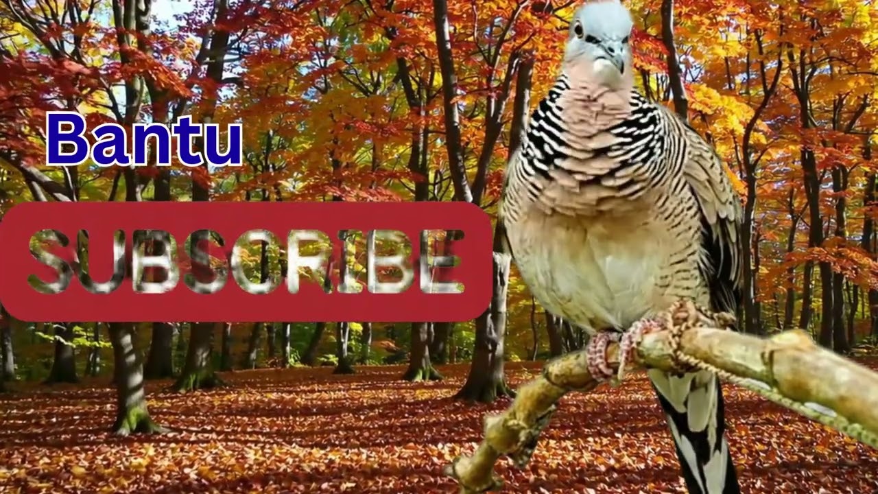 Perkutut Lokal Gacor Suara Besar Pancingan Burung Perkutut Agar Cepat Bunyi.