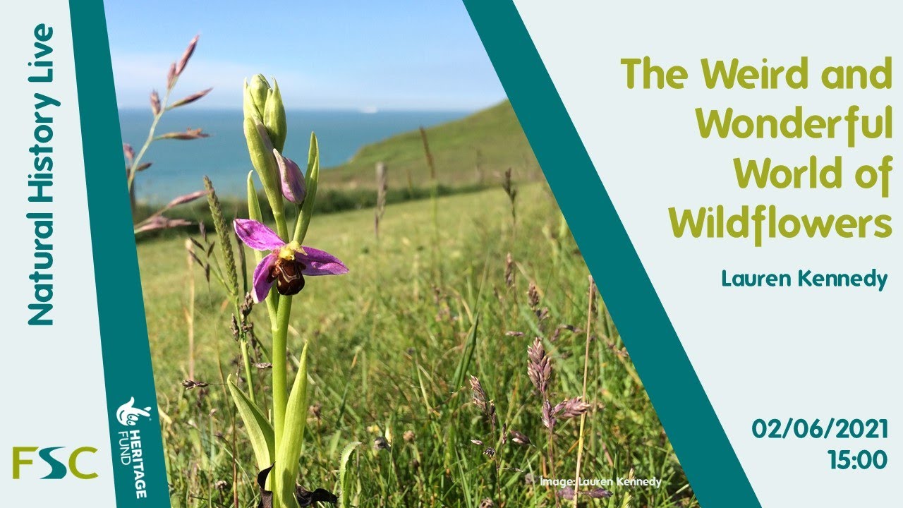 The Weird and Wonderful World of Wildflowers
