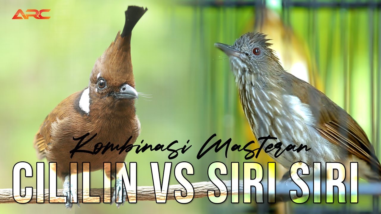 MASTERAN CILILIN VS SIRI SIRI FUL NEMBAK