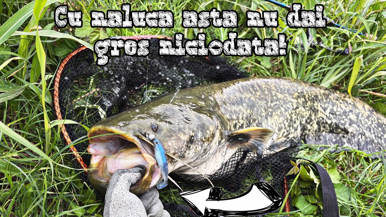 🎣 Am prins somn si clean mare 🎣 pescuit la somn 🎣 pescuit la clean 🎣 Berkley cullshad 🎣