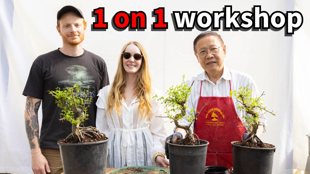 Starting a root over rock Chinese Elm bonsai with Tanner & Charity. Full training explanation!