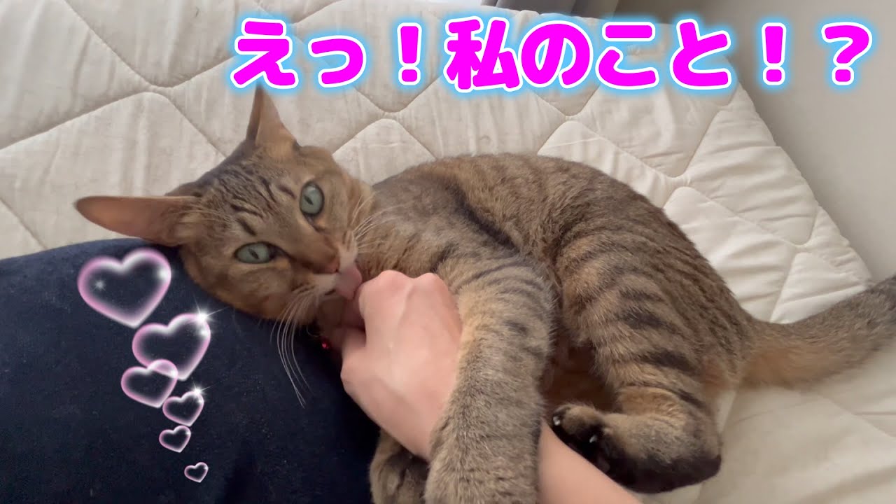 ツンデレで飼い主をメロメロにするキジトラ