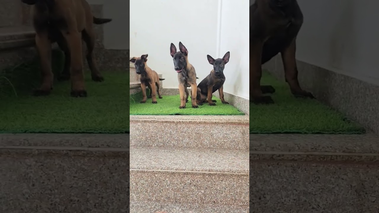 Belgian malinois puppies available for sale for details 📞 9455597599