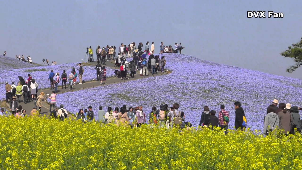 4k60pで撮った250万本の青の絶景