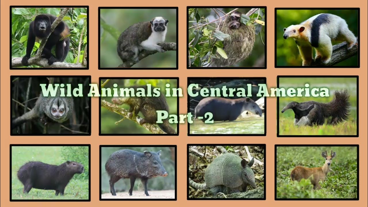 Wild Animals In Central America                                   Part -2