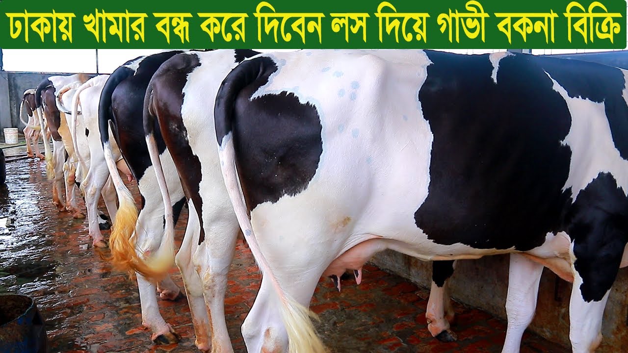 ঢাকায় খামার বন্ধ করে দিবেন লস দিয়ে গাভী বকনা বিক্রি dairy farm