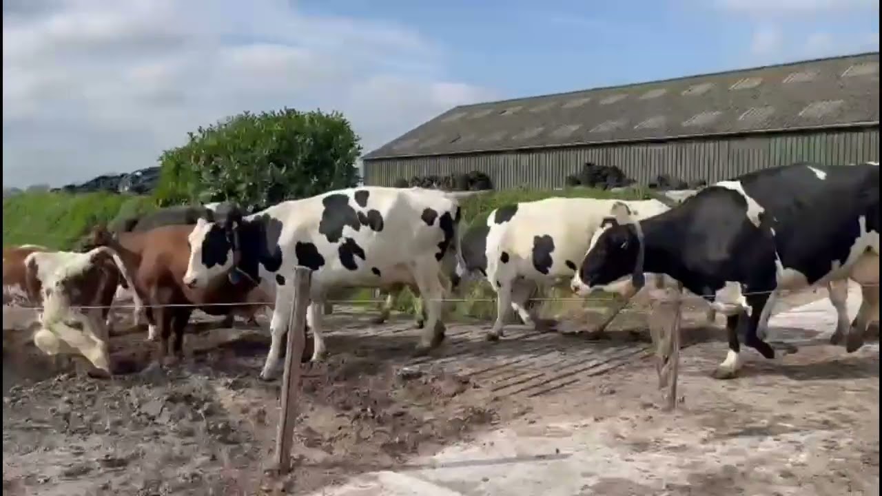 Eerste weidegang bij Mts. van Veldhuijsen Dalerpeel