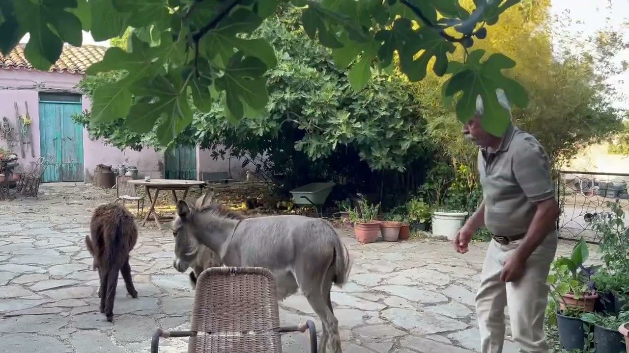 I pali dei cavalli
