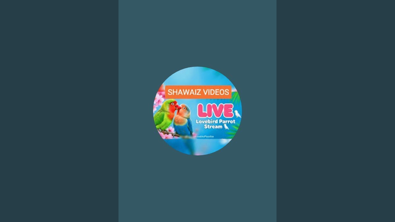 LIVE | Jungle 🌲 theme Birds 🕊️ Cute