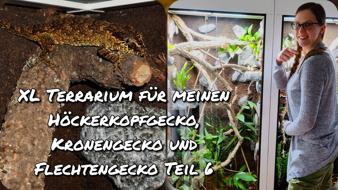 XL Terrarium für meinen Höckerkopfgecko, Kronengecko und Flechtengecko Teil 6
