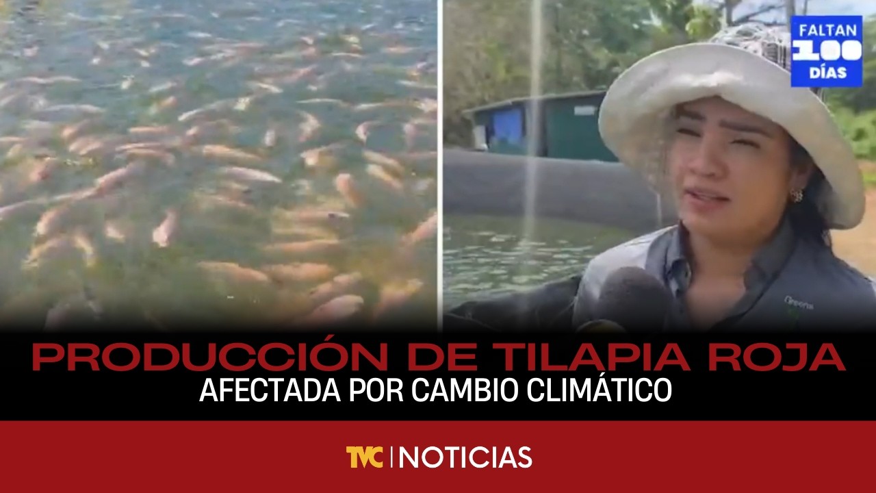 Cambio climático afecta producción de tilapia roja en Olancho, impactando en el costo