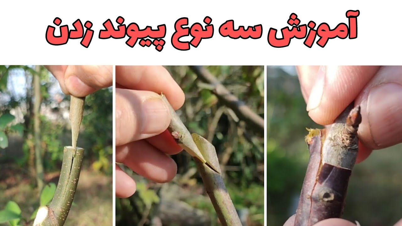 آموزش سه روش پیوند زدن درختان و گل و گیاه بسیار راحت که همه ی شما میتونید انجام بدهید.