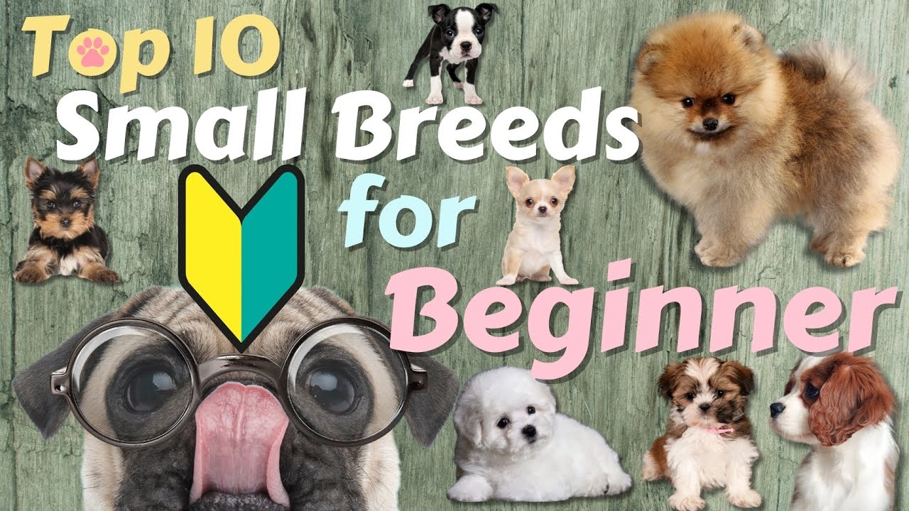 😍Top 10 Small Dog Breeds For First-time Owners🐶