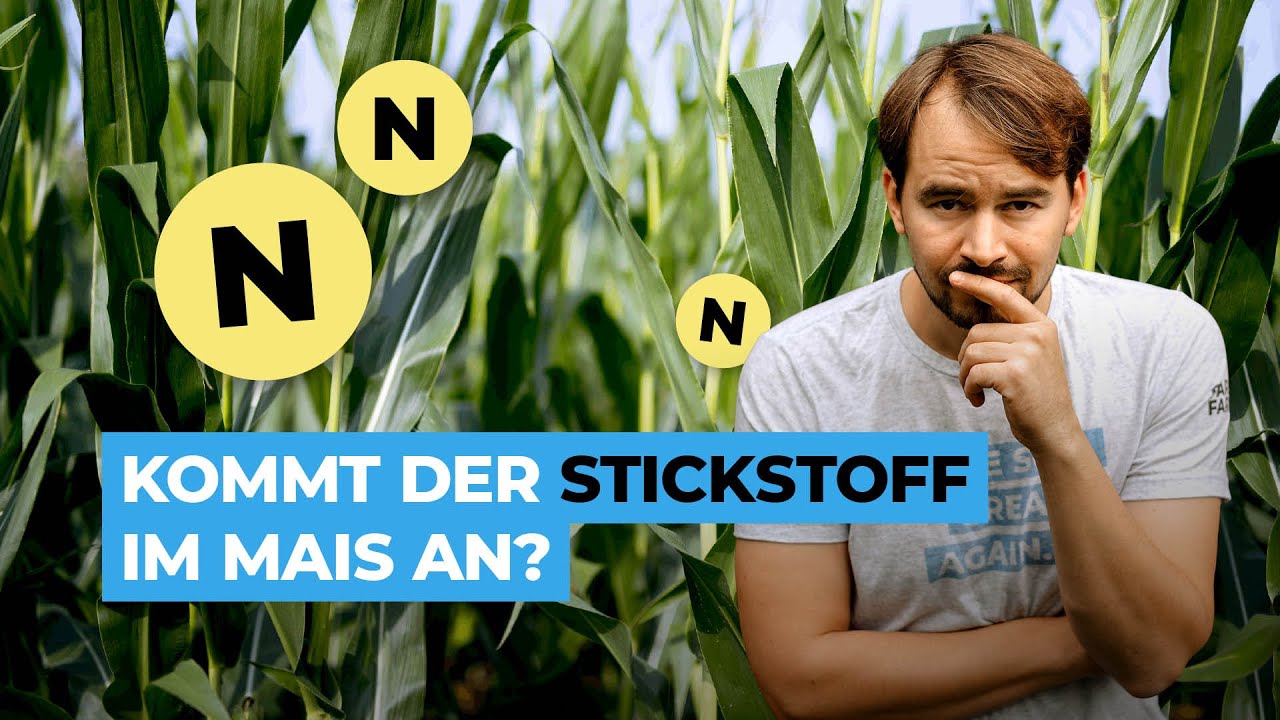 Wieviel vom Stickstoff Dünger kommt im Mais an?