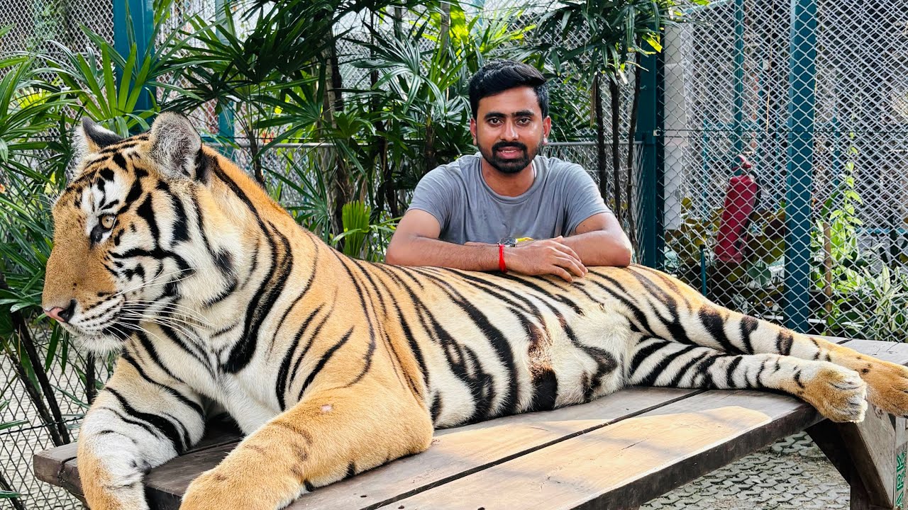 Thailand's Tiger Park Adventure: Meeting the Big Cats@benivlog0