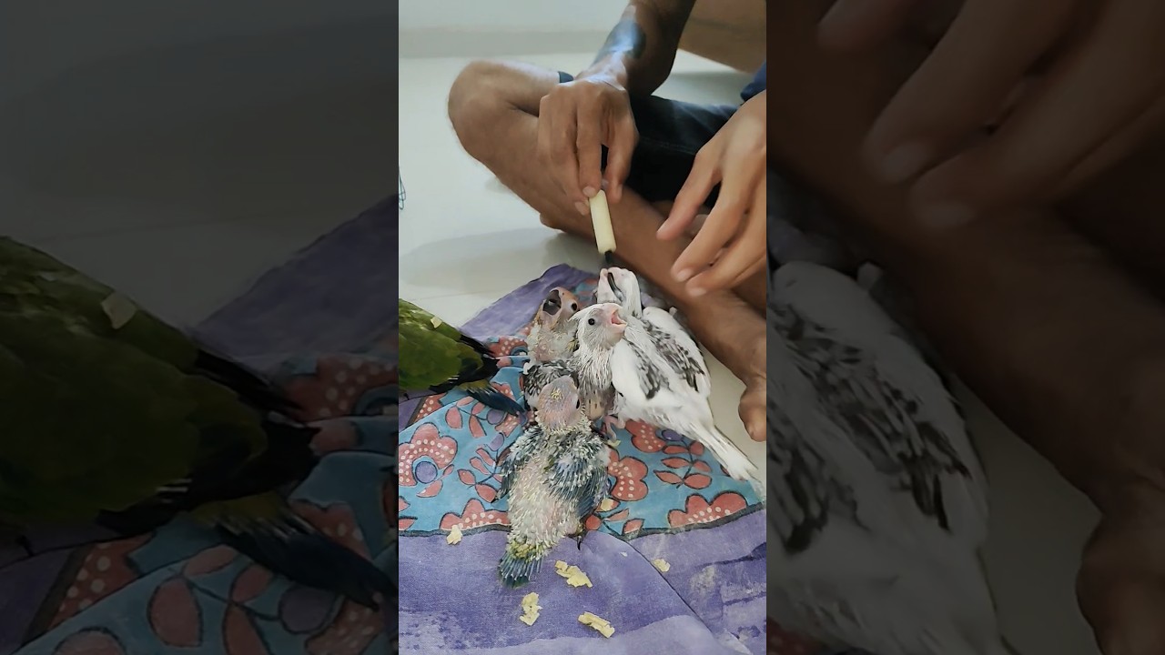 Hand tamed birds breeding tips !!! #handtamedbirds #sunconure