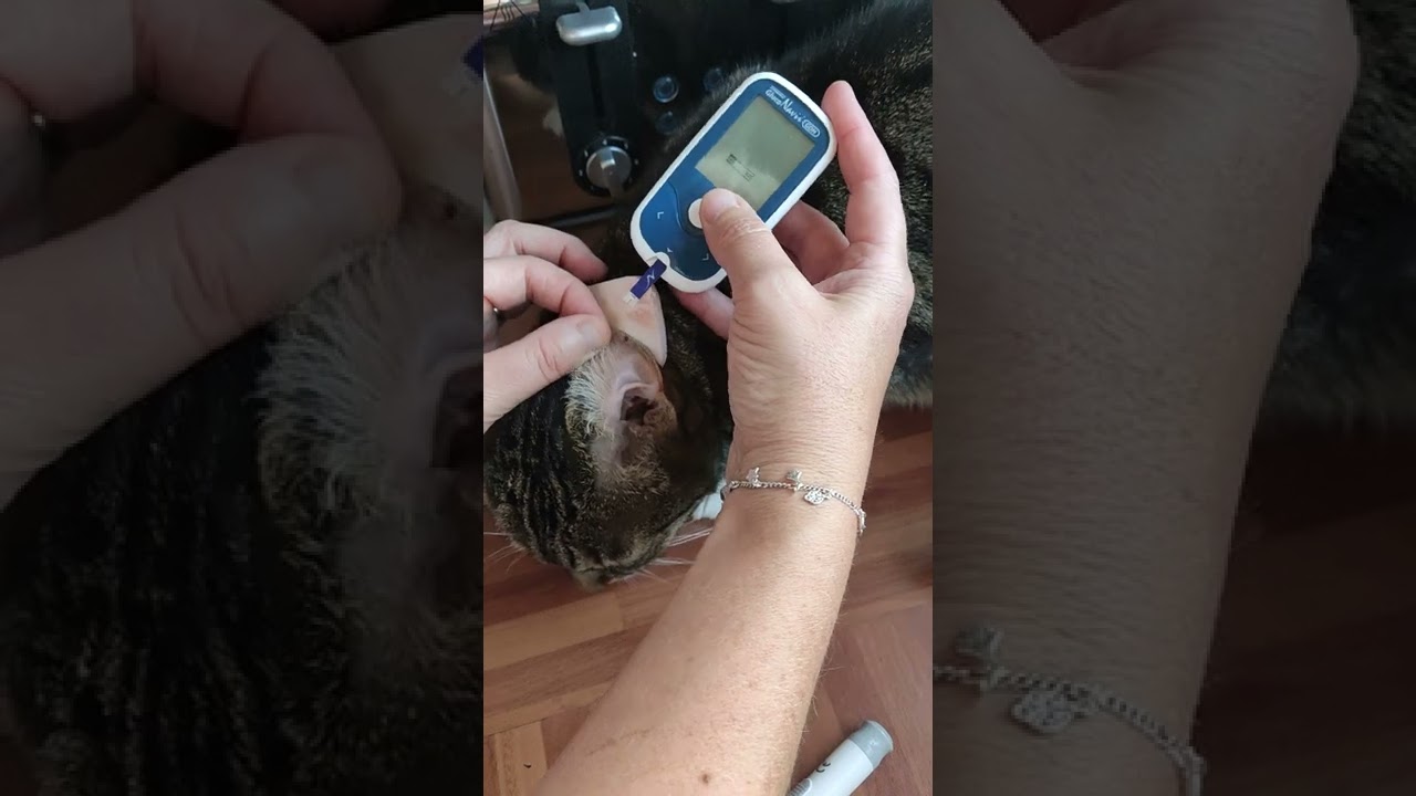 How to test a cat's glucose levels and administer insulin for cats with feline diabetes