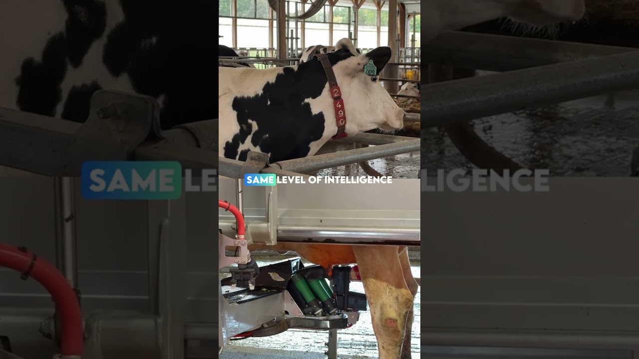 Over 14,000 liters of milk per day, using a milking system that is 100% automated by robots.