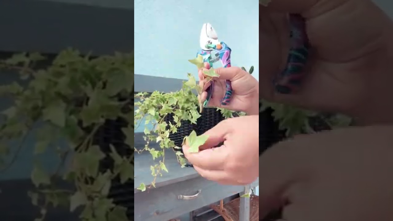 Best way to root your English Ivy Plant | Growing English Ivy | Common Ivy
